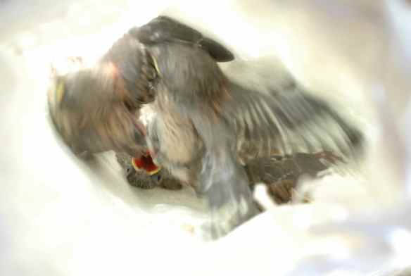 Two flying, one begging: total chaos.