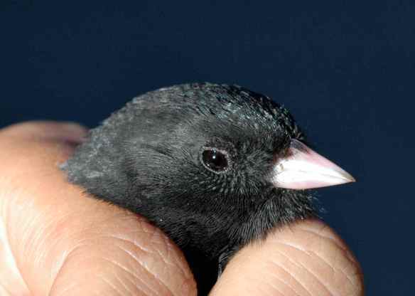 BALI, when we banded him back in 2013.