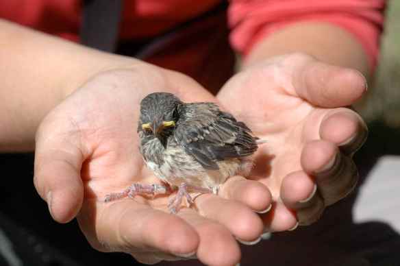 underground_BALIs_chick