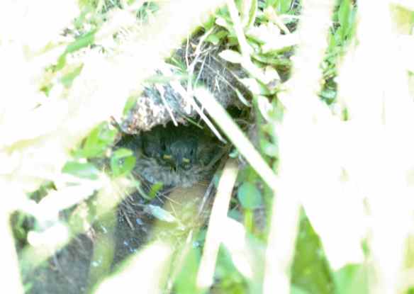 underground_BALIs_nest3