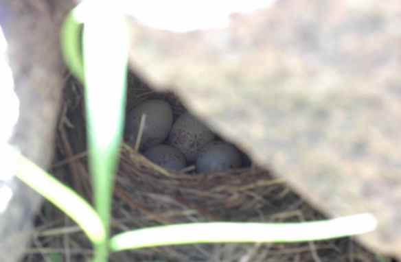 This nest would be quite hard to find if the parents didn't show you that it was between two rocks.