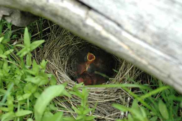 R-BA's nest: technically under something, but not very hidden.