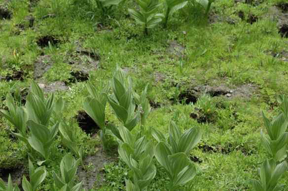 All the holes are cow hoofprints.