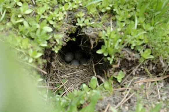 ROSA's nest