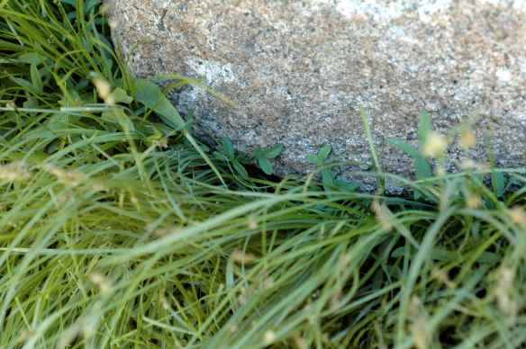 YABI's nest. What do you mean, you can't see it - it's right there!