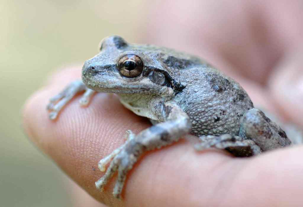 The many (and changeable) colors of the Pacific tree frog | Tough ...