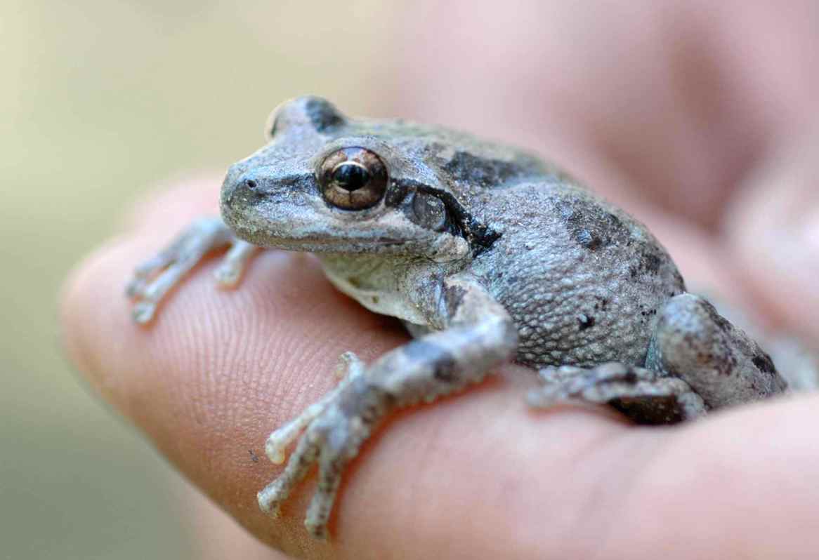 The many (and changeable) colors of the Pacific tree frog | Tough ...