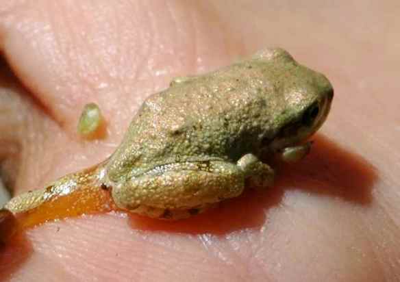 Gold frog (this possibly gets counted as "green")