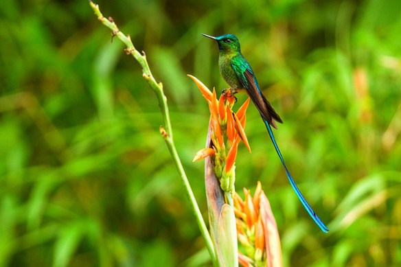 All this aerial mastery stuff is too easy, so I figured I'd add a huge tail. Long-tailed Sylph; photo by Francesco Veronesi*