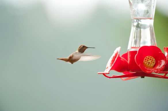 Rufous Hummingbirds are small. Photo by M. LaBarbera