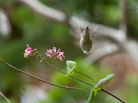 Rufous Hummingbird. Photo by M. LaBarbera