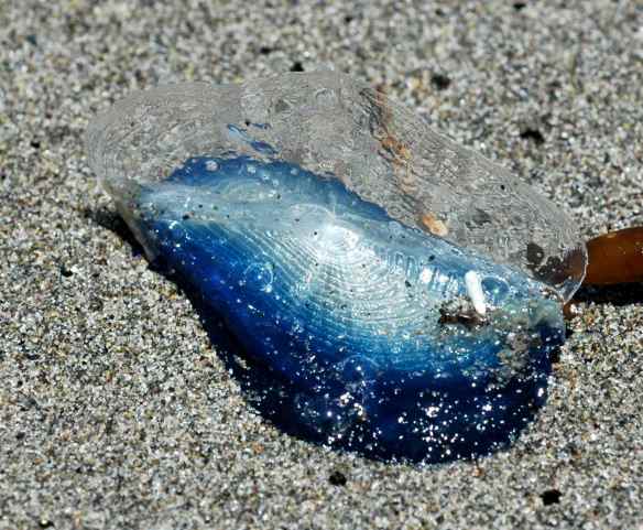 velella1