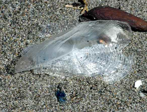 velella4