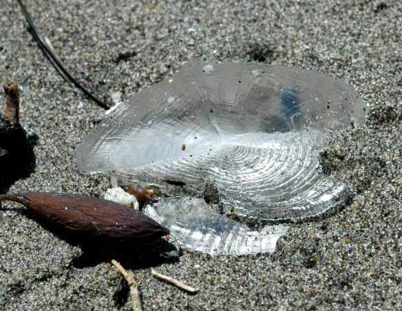 velella5