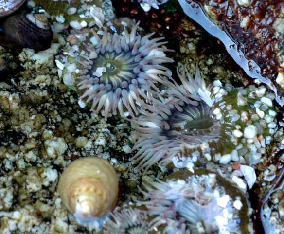 Sea anemones