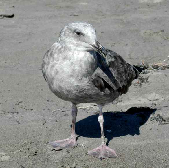 velella_gull