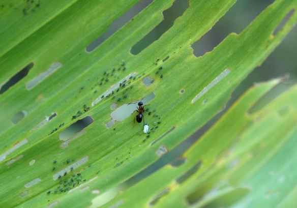 Possibly an aphid-farming ant?