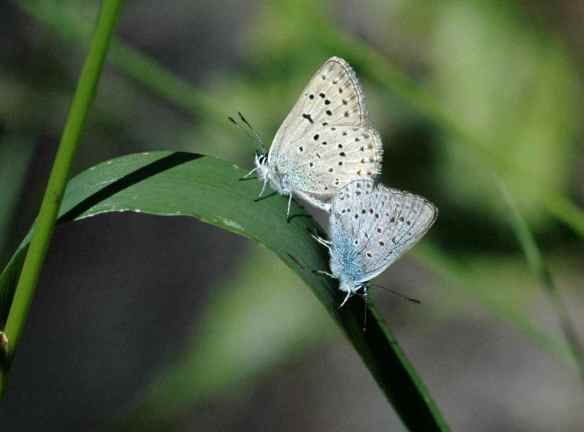 Butterflies making more butterflies...