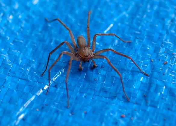 How can you resist that sweet face?