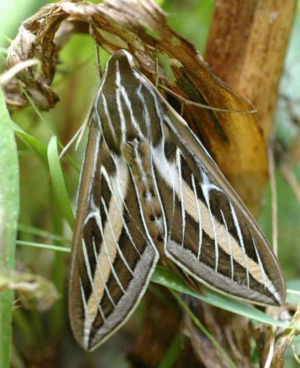 Of all the moths I have encountered, this one, found clinging to the stem of a corn lily, is my favorite. Look at that lovely pattern! Look how fuzzy he is!