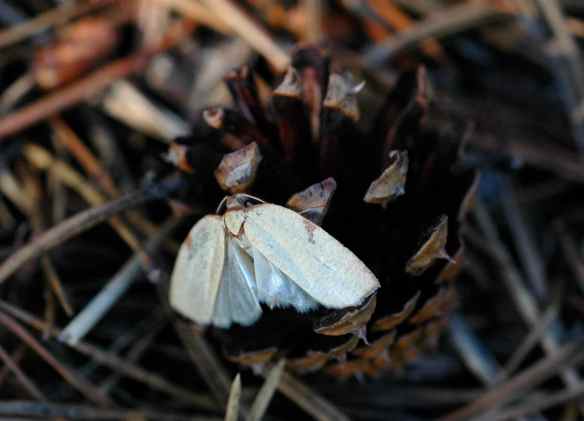 2014bugs_moth_pinecone