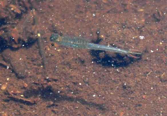 I assume this is the larva of something, but I have no idea what. It was very graceful in the water.
