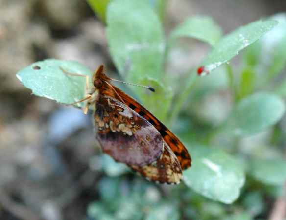 2014bugs_orangebutterfly1