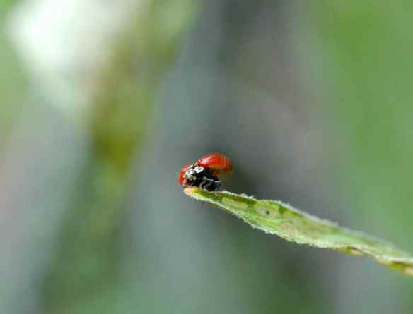 Ladybug, ladybug, fly away home.
