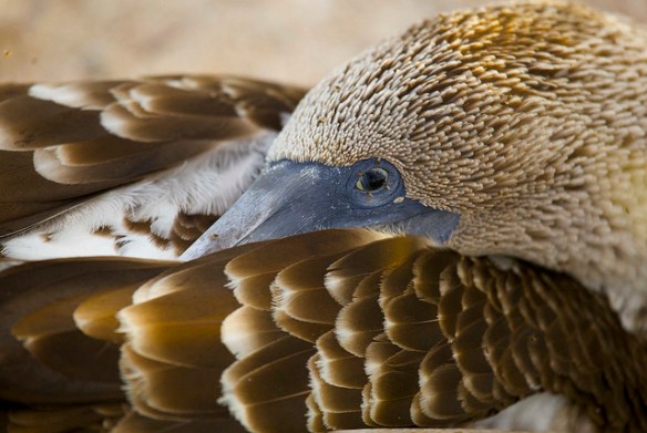 Now I'll never be able to get to sleep tonight. (Blue-footed Booby; photo by Benjamin Jakabek*)