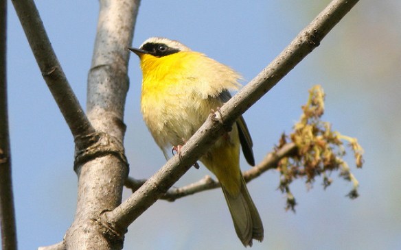 I fluff my feathers in indignation. I have EXCELLENT sperm. Photo by Henry T. McLin*
