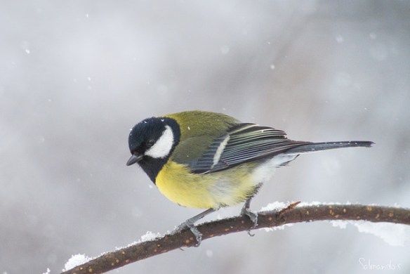 So cute. Photo by Jyrki Salmi*