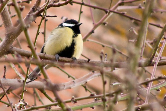 Also, fluffier. Photo by Yvan*