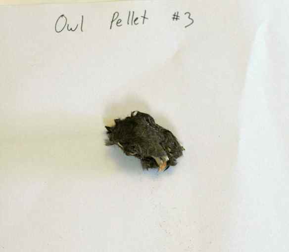 This one is kind of a half-pellet. You can see rodent teeth in it.