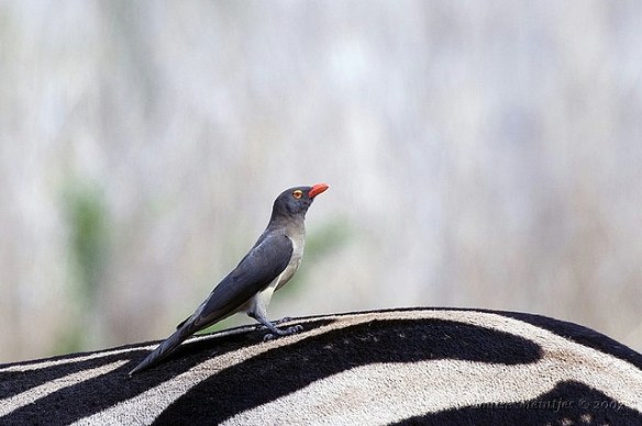Just doing my civic duty. (Red-billed Oxpecker. Photo by Arno Meintjes*)