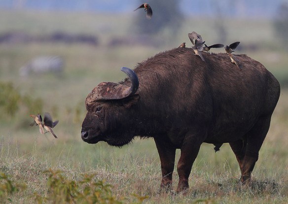 You WHAT? Get off of me! (Photo by Steve Garvie*)