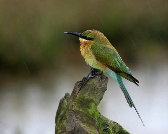 Blue-tailed Bee-eater. Photo by Lip Kee*