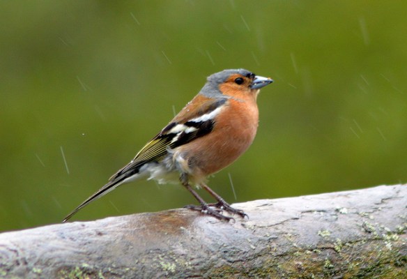 Stay warm, Chaffinch! Photo by Micolo J*