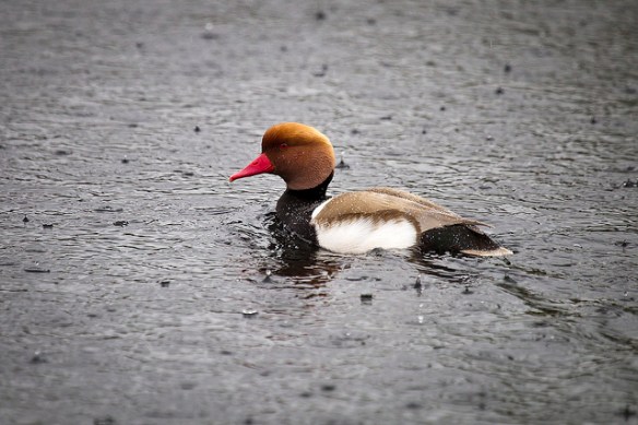 What nice rain we are having today! Photo by webted*