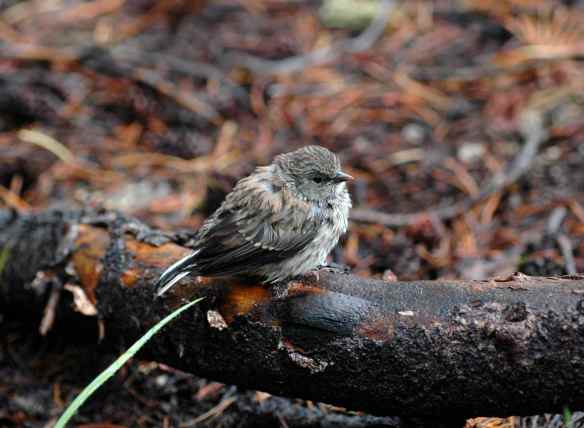 Junco fledgling in the rain, waiting to be fed. Notice the wet tail and primary feathers.