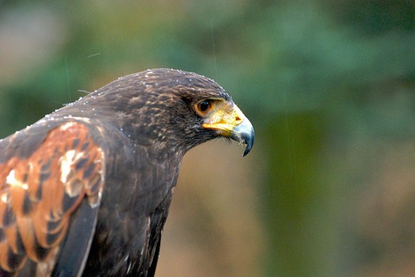 This rain makes me sad, but I am still sitting in it. Photo by Ghost V