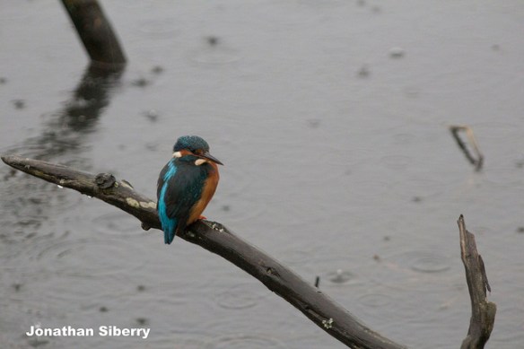 Photo by Jonathan Siberry*