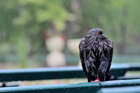 I would like some shelter please. Photo by Paul B*