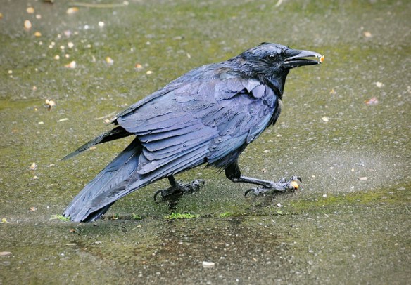 This piece of corn is worth the sogginess. Photo by (OvO)*