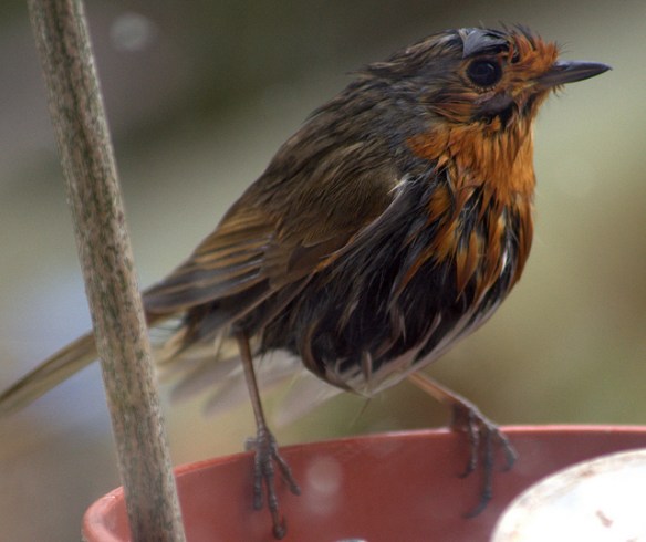 It may not have worked for this robin. Photo by Brian Fuller*
