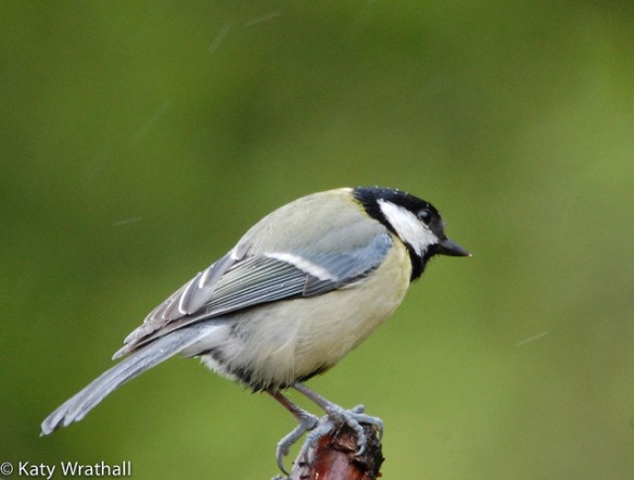 Ew, what? Is it falling right now? Photo by Katy Wrathall*