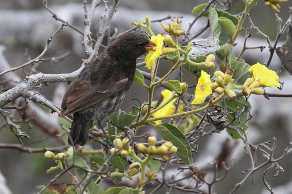 They also eat nectar and pollen. They're flower vampires too! Photo by Andre Meyer*