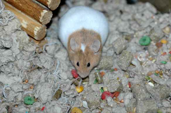Candy Corn says, "My taste receptors are very similar to yours. Would YOU like to eat alfalfa blocks? No? Then what possesses you to think that I do?"