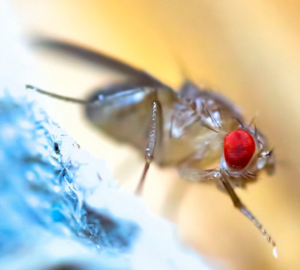 Photo by Bent Tranberg*