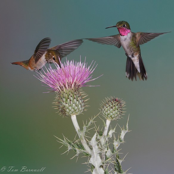 Is that one sweet? Photo by Tom Barnwell*