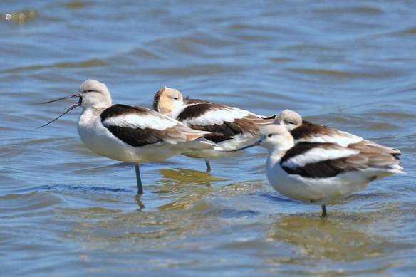 Photo by britta heise*